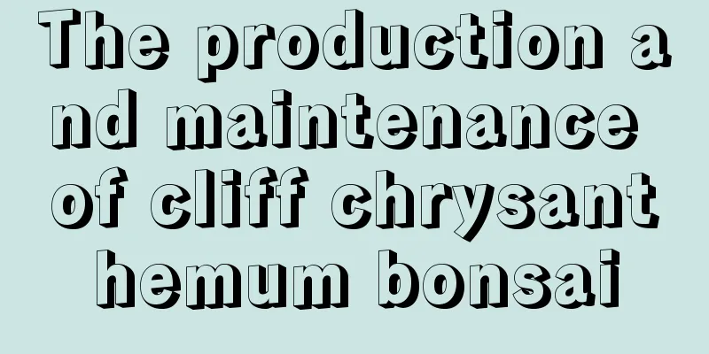 The production and maintenance of cliff chrysanthemum bonsai