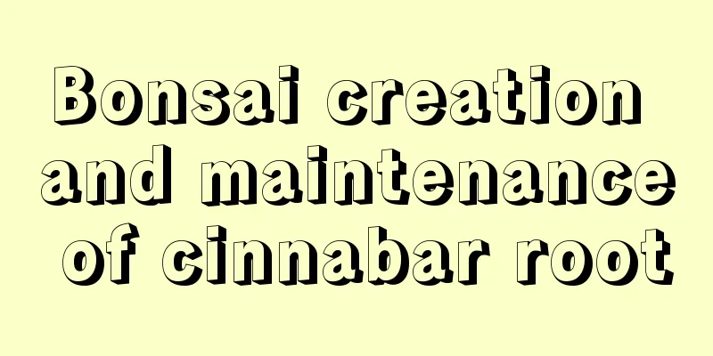 Bonsai creation and maintenance of cinnabar root