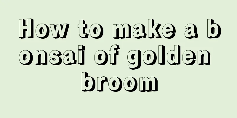 How to make a bonsai of golden broom