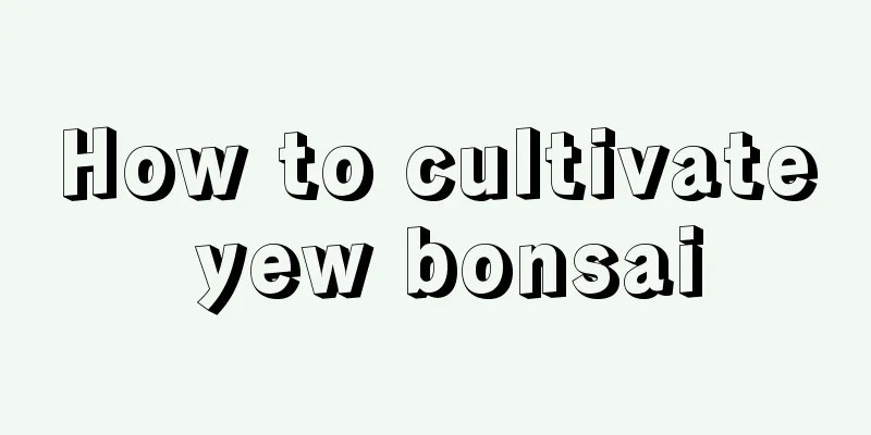 How to cultivate yew bonsai