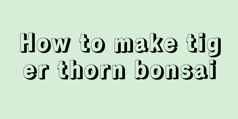 How to make tiger thorn bonsai