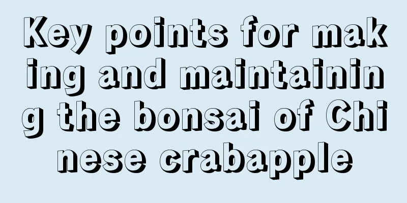 Key points for making and maintaining the bonsai of Chinese crabapple