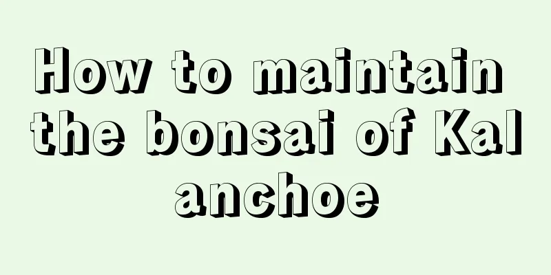 How to maintain the bonsai of Kalanchoe