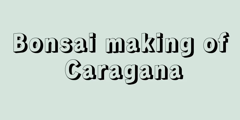 Bonsai making of Caragana