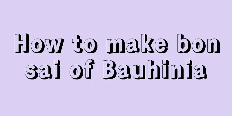 How to make bonsai of Bauhinia