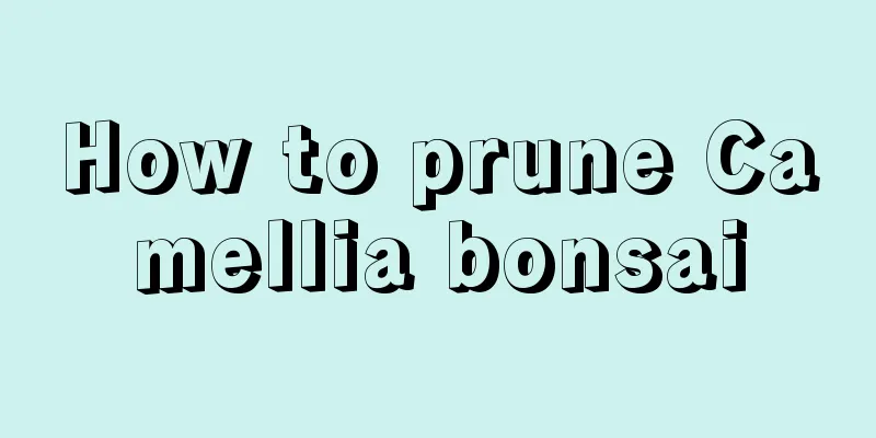 How to prune Camellia bonsai