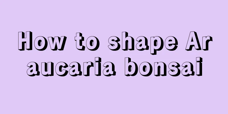 How to shape Araucaria bonsai