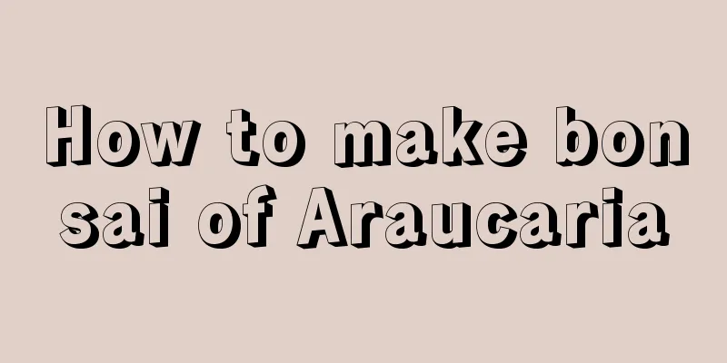 How to make bonsai of Araucaria