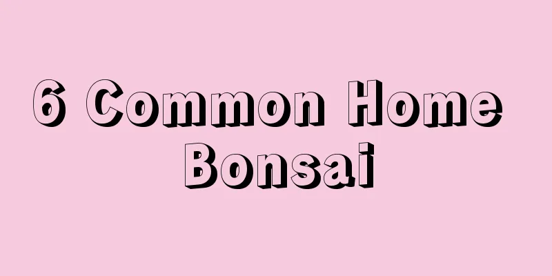 6 Common Home Bonsai