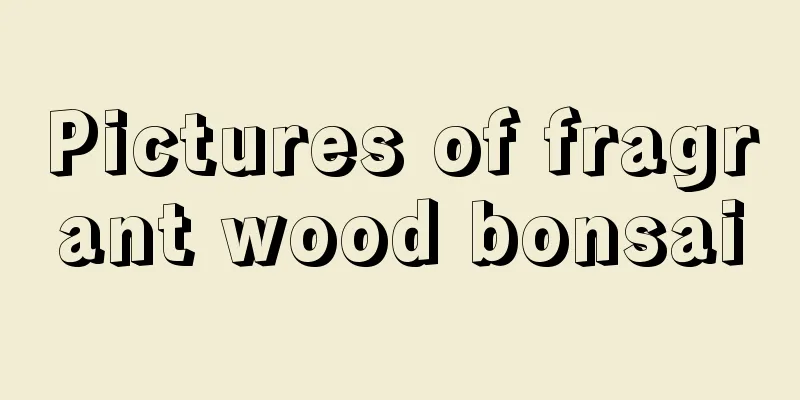 Pictures of fragrant wood bonsai