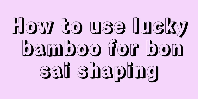 How to use lucky bamboo for bonsai shaping