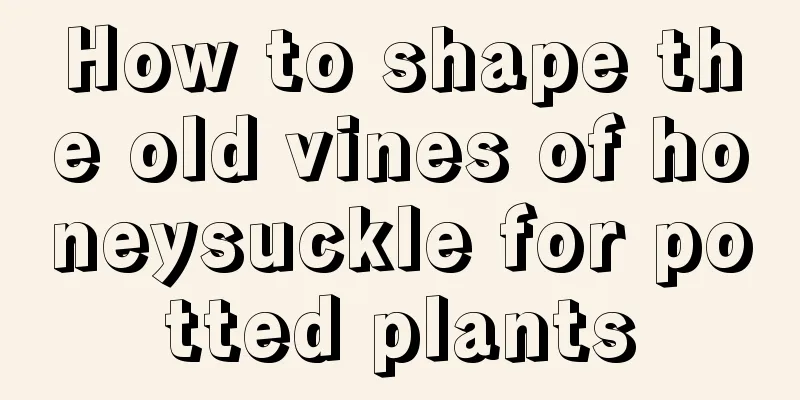 How to shape the old vines of honeysuckle for potted plants