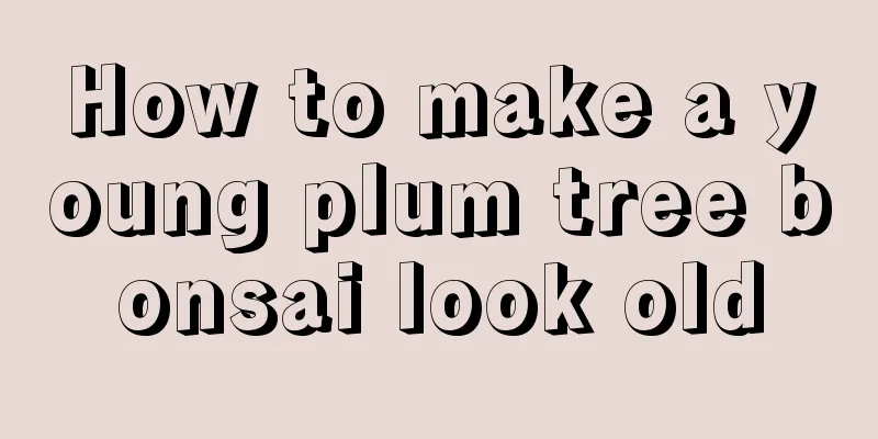 How to make a young plum tree bonsai look old