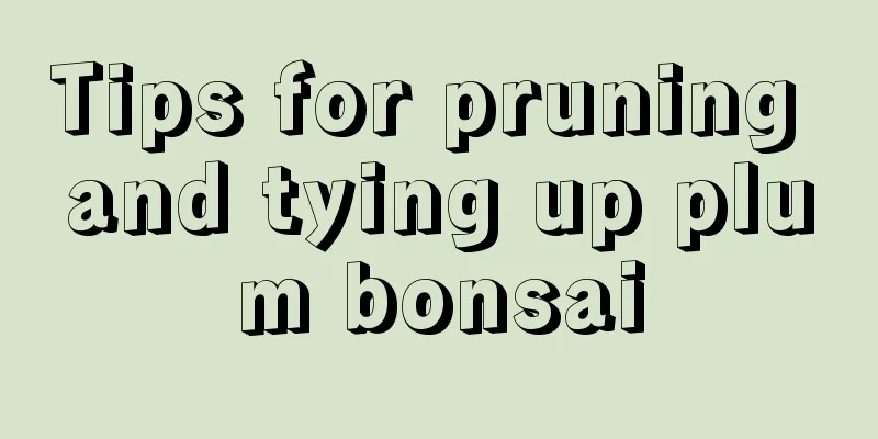 Tips for pruning and tying up plum bonsai