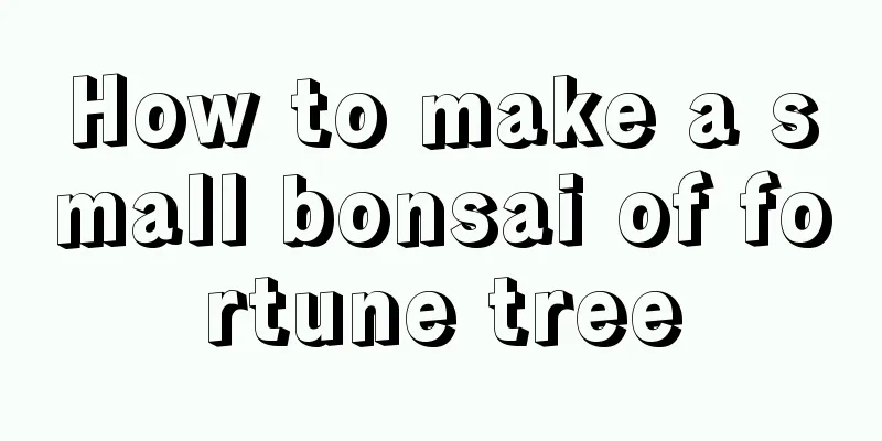 How to make a small bonsai of fortune tree