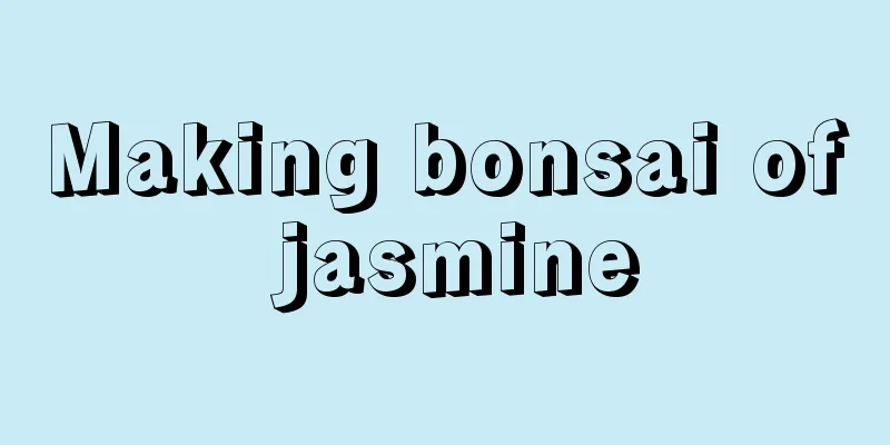 Making bonsai of jasmine