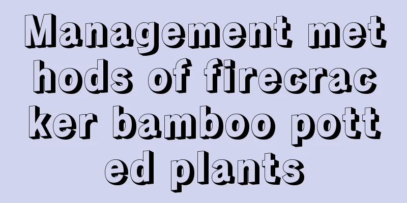 Management methods of firecracker bamboo potted plants