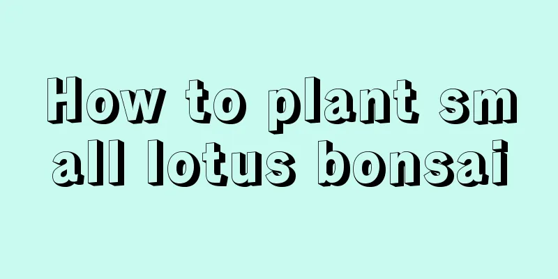 How to plant small lotus bonsai