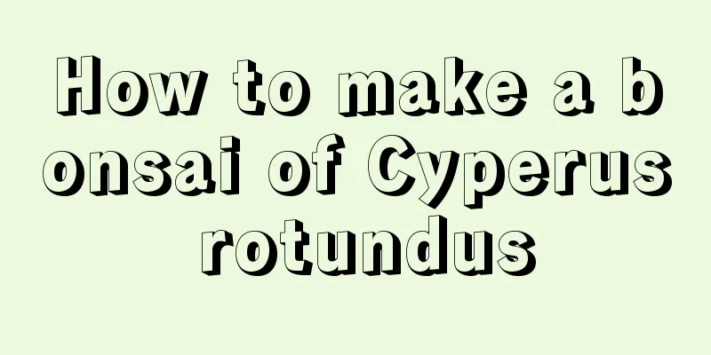 How to make a bonsai of Cyperus rotundus