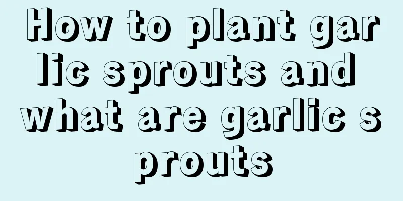 How to plant garlic sprouts and what are garlic sprouts