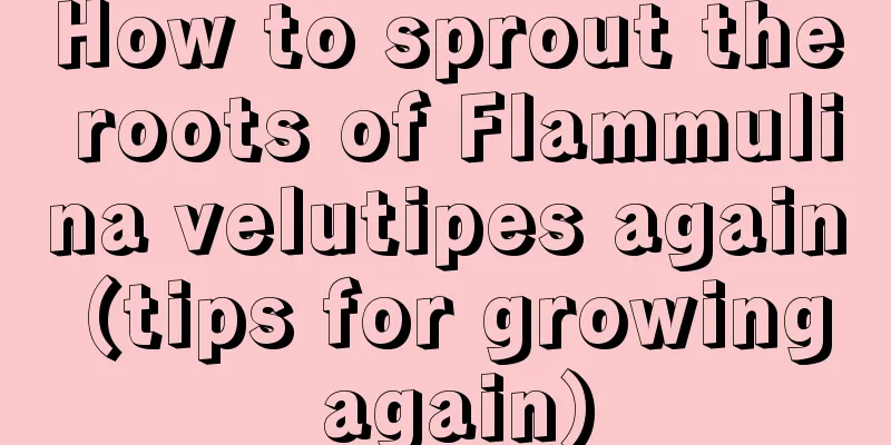 How to sprout the roots of Flammulina velutipes again (tips for growing again)