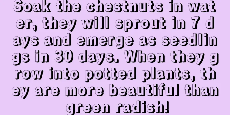 Soak the chestnuts in water, they will sprout in 7 days and emerge as seedlings in 30 days. When they grow into potted plants, they are more beautiful than green radish!