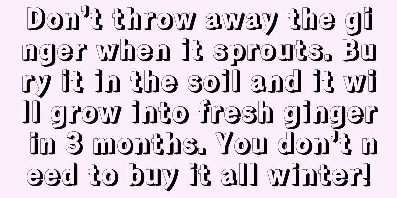 Don’t throw away the ginger when it sprouts. Bury it in the soil and it will grow into fresh ginger in 3 months. You don’t need to buy it all winter!