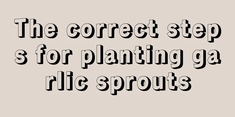 The correct steps for planting garlic sprouts