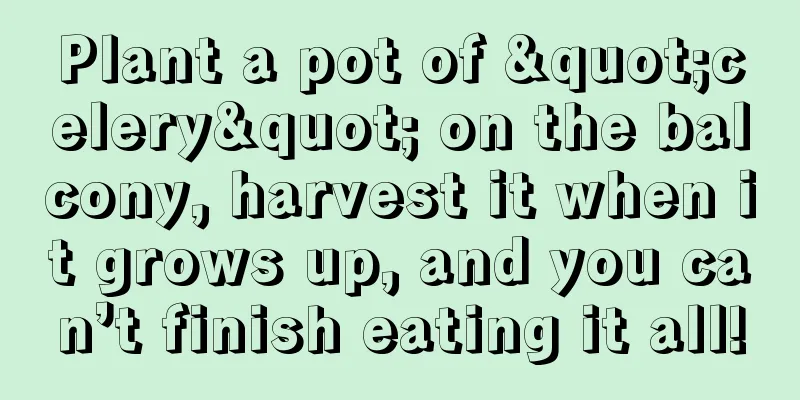 Plant a pot of "celery" on the balcony, harvest it when it grows up, and you can’t finish eating it all!