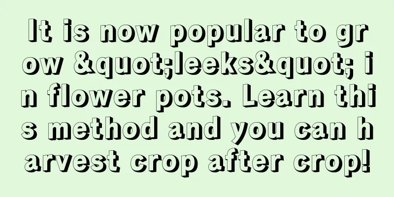 It is now popular to grow "leeks" in flower pots. Learn this method and you can harvest crop after crop!