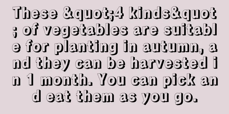 These "4 kinds" of vegetables are suitable for planting in autumn, and they can be harvested in 1 month. You can pick and eat them as you go.