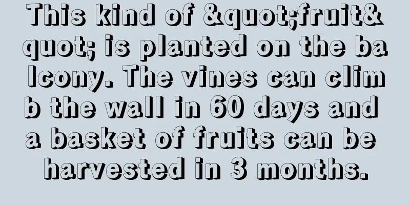 This kind of "fruit" is planted on the balcony. The vines can climb the wall in 60 days and a basket of fruits can be harvested in 3 months.