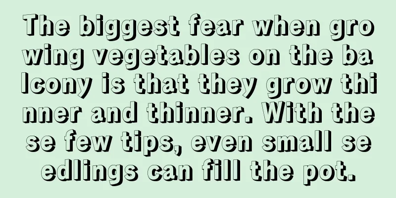 The biggest fear when growing vegetables on the balcony is that they grow thinner and thinner. With these few tips, even small seedlings can fill the pot.