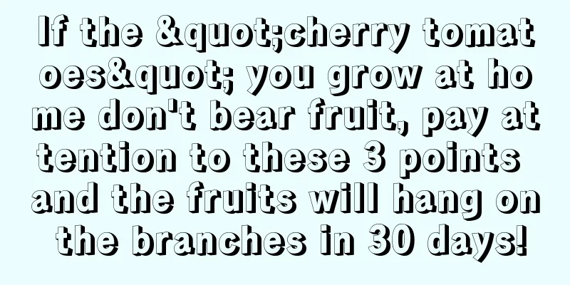 If the "cherry tomatoes" you grow at home don't bear fruit, pay attention to these 3 points and the fruits will hang on the branches in 30 days!