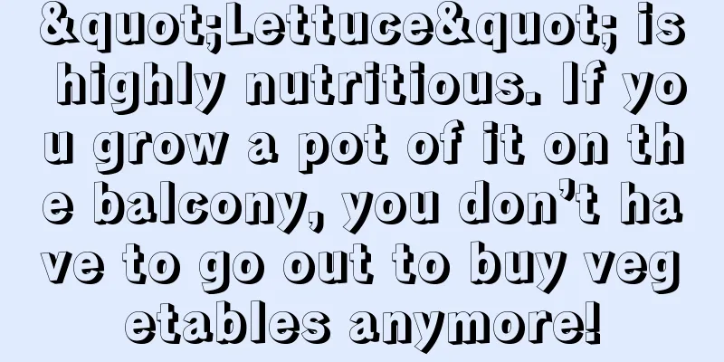 "Lettuce" is highly nutritious. If you grow a pot of it on the balcony, you don’t have to go out to buy vegetables anymore!