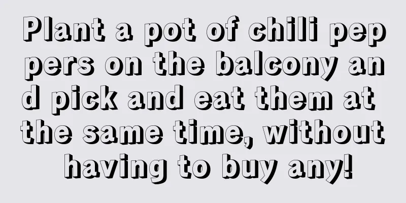 Plant a pot of chili peppers on the balcony and pick and eat them at the same time, without having to buy any!