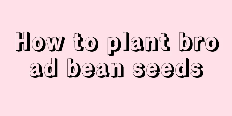 How to plant broad bean seeds