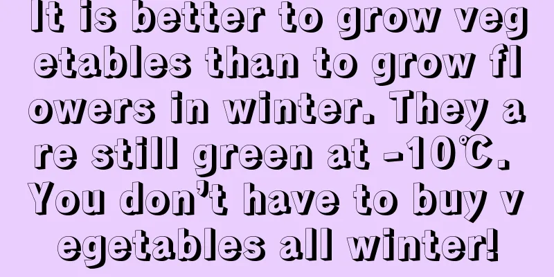 It is better to grow vegetables than to grow flowers in winter. They are still green at -10℃. You don’t have to buy vegetables all winter!