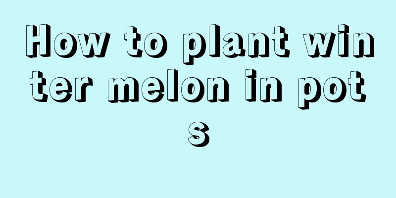 How to plant winter melon in pots