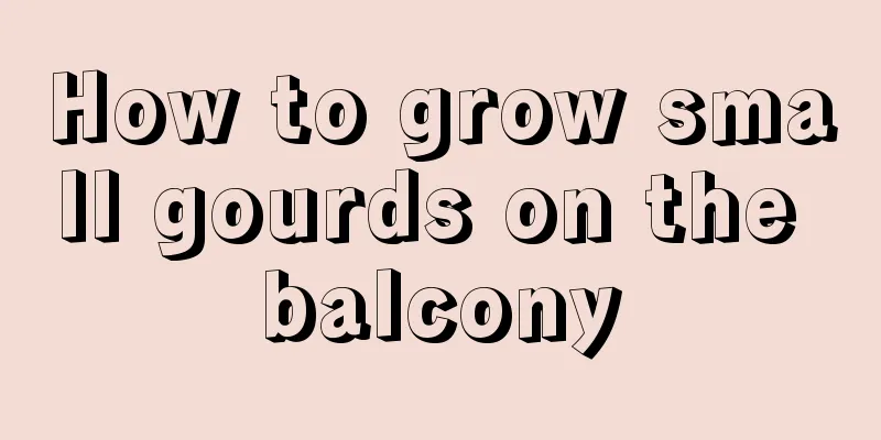 How to grow small gourds on the balcony