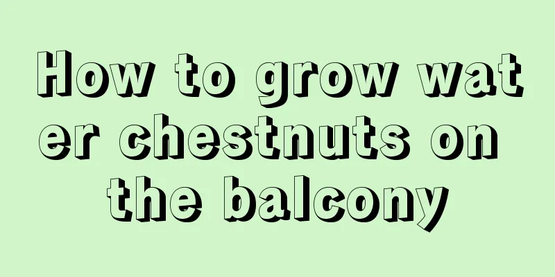 How to grow water chestnuts on the balcony