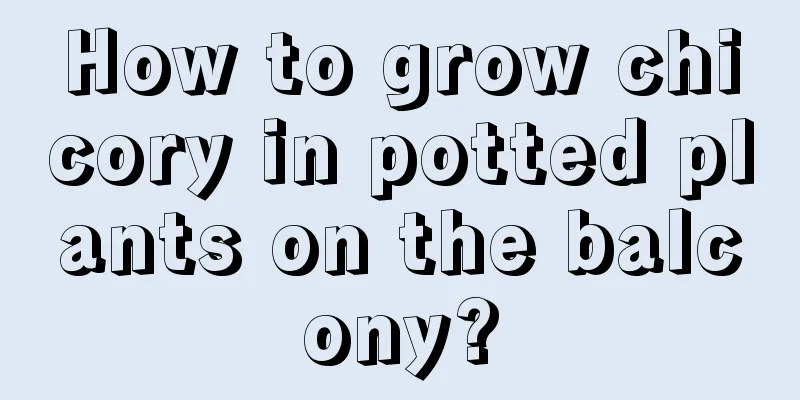 How to grow chicory in potted plants on the balcony?