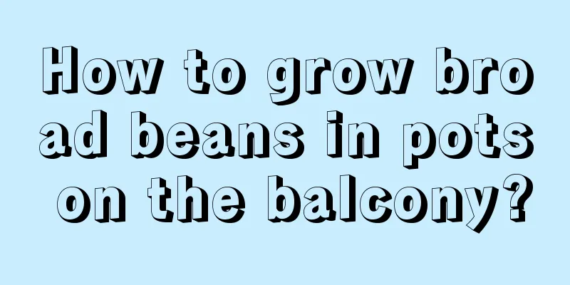 How to grow broad beans in pots on the balcony?