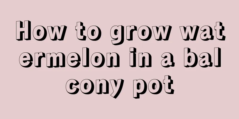 How to grow watermelon in a balcony pot