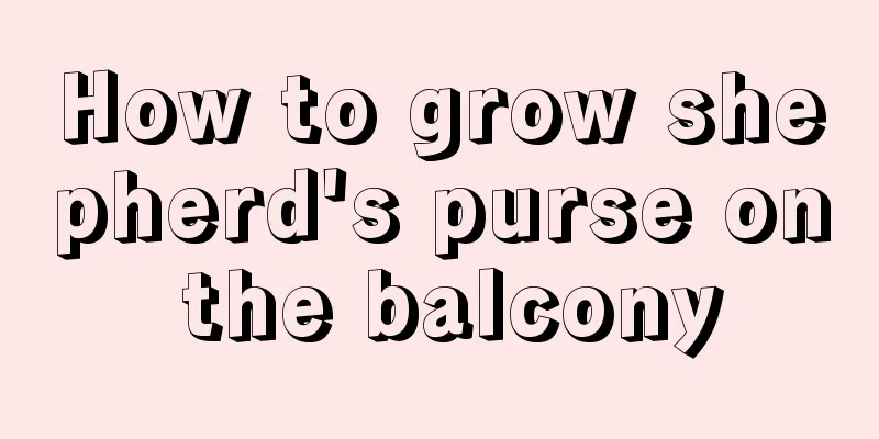 How to grow shepherd's purse on the balcony