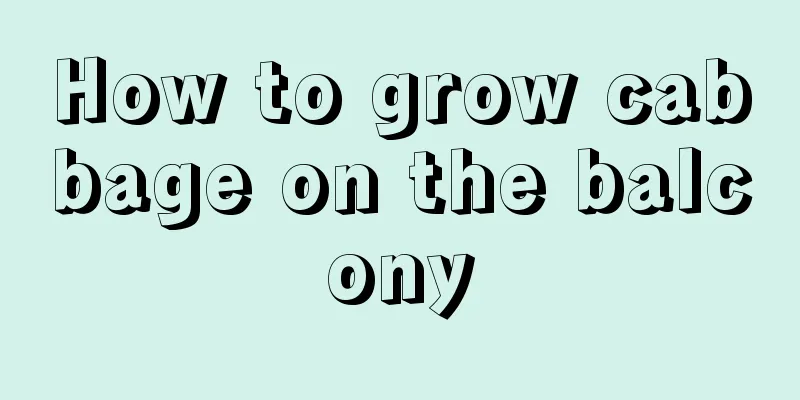 How to grow cabbage on the balcony