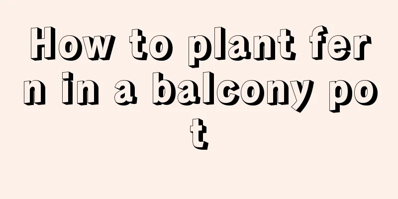 How to plant fern in a balcony pot