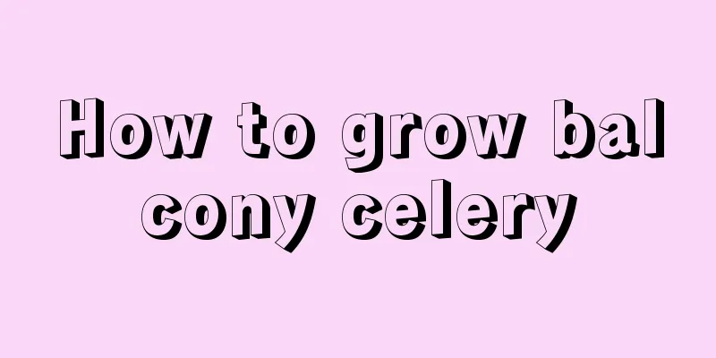 How to grow balcony celery