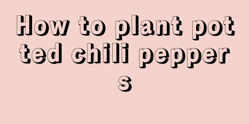 How to plant potted chili peppers