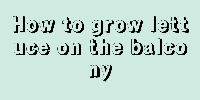 How to grow lettuce on the balcony